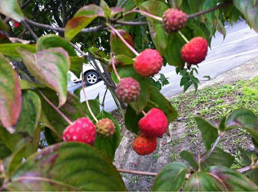 気がつけば 八雲情報局長の日常 楽天ブログ