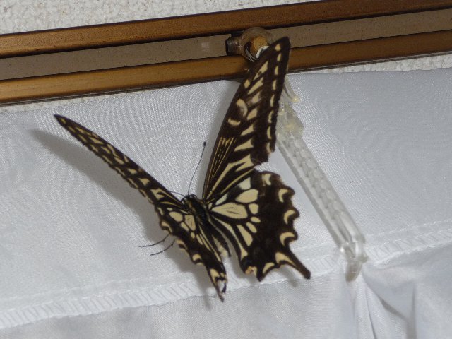 Papillon de nuit | わにのページ・annex - 楽天ブログ