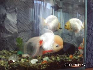 金魚 タンチョウ.jpg