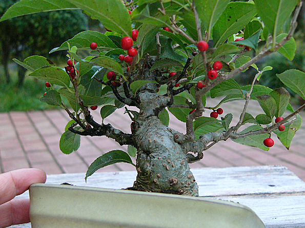 古い小さなウメモドキの盆栽が赤い実をつけています。 | 「みどり」と