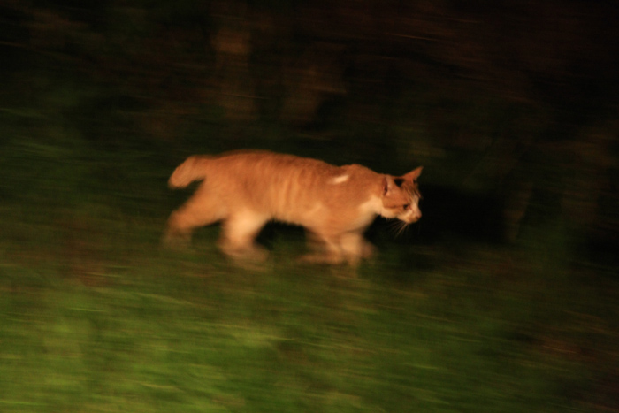 野良猫写真部 灯りの下の猫達 ノイジーキーライトホルダー 税込473円 メール便 代引き不可 送料80円 期間限定ポイント消化 野良猫写真部 期間限定ポイント消化 楽天ブログ