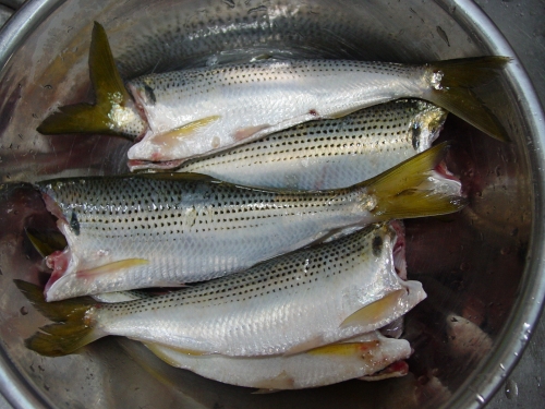 初釣果 ボラ スズキの稚魚 トリックサビキで釣りました 粋宝ｅｘのトリックサビキ挑戦記 楽天ブログ