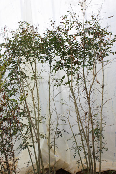 シマトネリコが冬に葉を落としてしまう枯れと耐寒性シマトネリコについて 植木生産者の植木日記