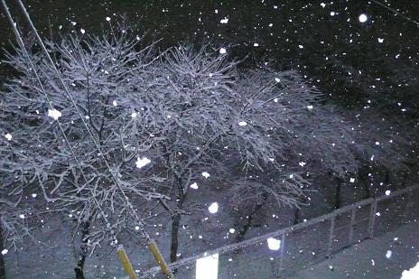 ぼた雪