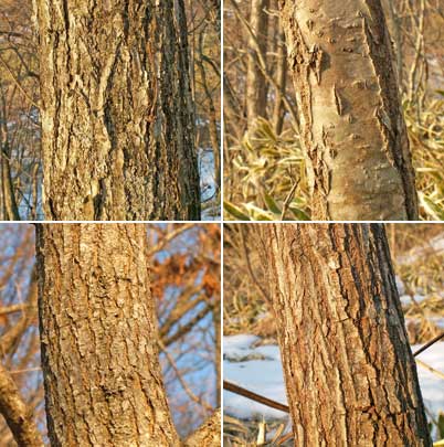 北海道の樹木 図鑑の樹皮で同定は無理だと思うよ 北海道の田舎と散策路 楽天ブログ