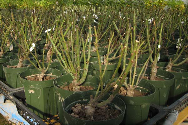 バラ管理 バラ大苗の植え込み始まる バラ作り30年300万本3000坪の男 楽天ブログ