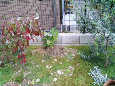 アナベル植え替え オナヂネヂノアナ On Gardening 楽天ブログ
