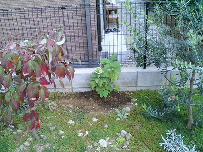 アナベル植え替え オナヂネヂノアナ On Gardening 楽天ブログ