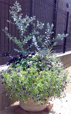 ユーカリの寄せ植え 植えっぱなしフリージア クロユリ開花 オナヂネヂノアナ On Gardening 楽天ブログ