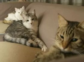 夢ねこDS.JPG