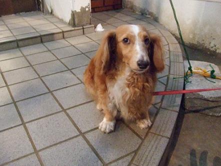 おっちゃん家の忠犬ごん太 沖縄居酒屋洒楽 楽天ブログ