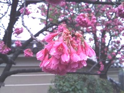 blog1000flowers 雨の寒緋桜