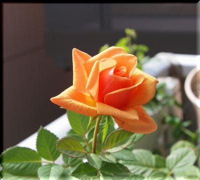 2011年秋