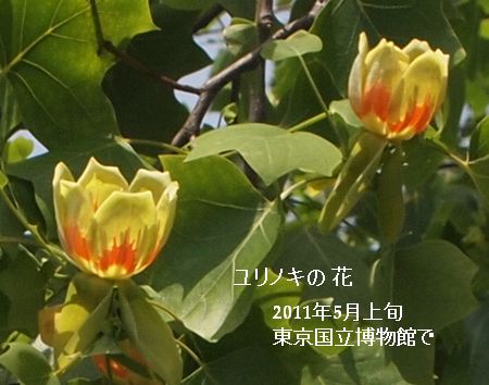 ユリノキの花