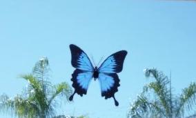 しあわせの青い蝶 | My diary in Australia - 楽天ブログ