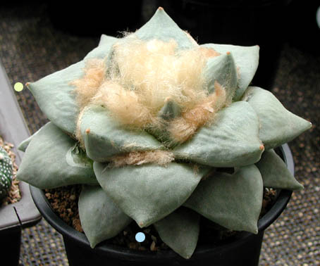18・短葉系青磁牡丹・サボテン｜観葉植物