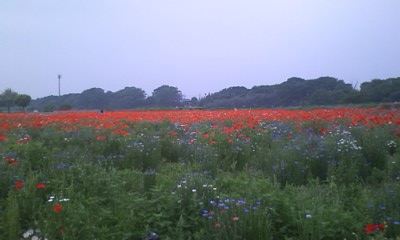 お花畑ですぅ～