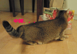 23b.gif