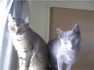 2008newyear1.gif