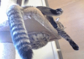 2008newyear3.gif