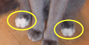 12.gif