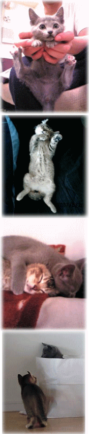 62.gif