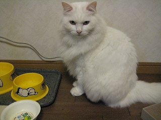 ぺる