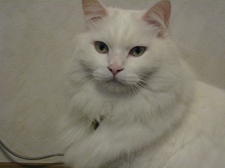 ぺる