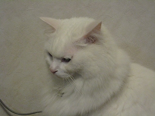 ぺる