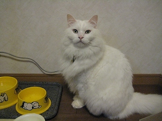 ぺる