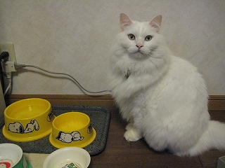 ぺる