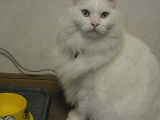 ぺる