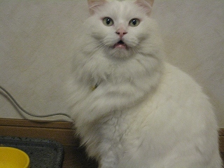 ぺる