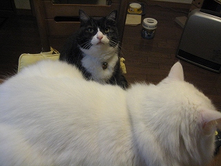 じる&ぺる