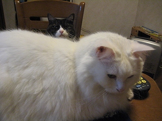 ぺる