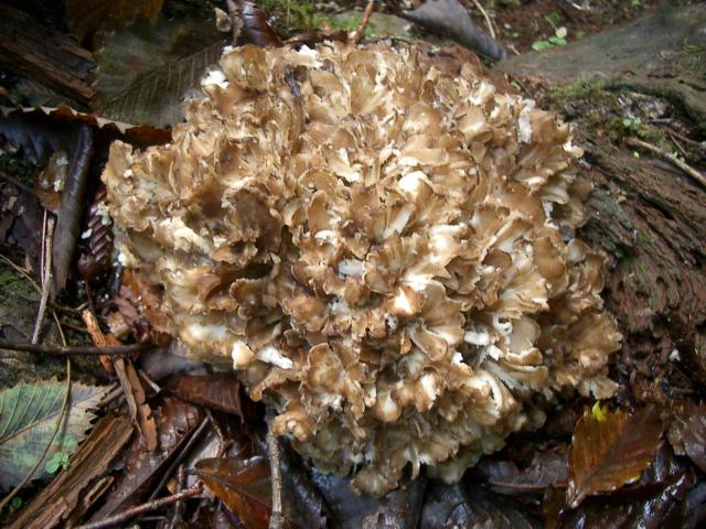 マイタケ狩り きのこ好きなこ 楽天ブログ