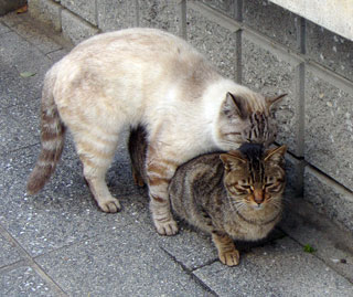 サボテンの花と公園猫 3匹目の猫 旅に出る 楽天ブログ