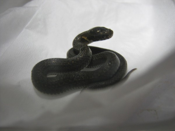 我が家で最小の蛇 ぼくらはみんな生きている 楽天ブログ