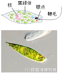 ミドリムシ | （旧 ブログ 更新していません） - 楽天ブログ