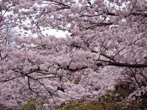 20110403nakaoyama2