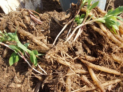 アルストロメリアの植え替え 季節の風を感じ畑仕事もゆっくりと 楽天ブログ