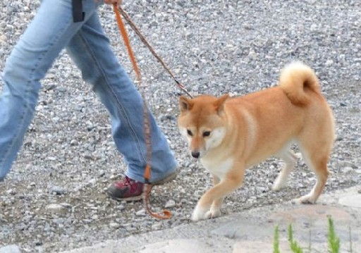 柴犬が警察犬に シトロエン名古屋天白の毎日はなにしてるの 楽天ブログ