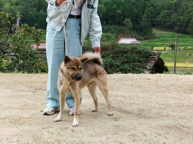 有色紀州犬子犬 紀州犬しろちゃん 楽天ブログ