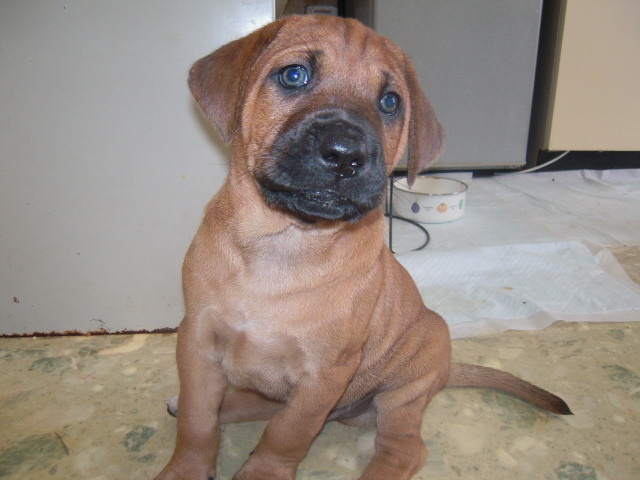 レッドボーンクーンハウンド子犬 紀州犬しろちゃん 楽天ブログ