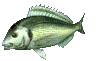 fisk12.gif