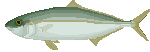 jerop