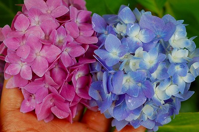 紫陽花の醍醐味は 青から白から赤紫から淡いピンクから 紫陽花とハーブの庭 楽天ブログ