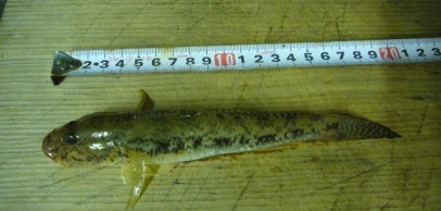 ハゼの魚拓作り | 巡る季節を楽しみながら・・・ - 楽天ブログ