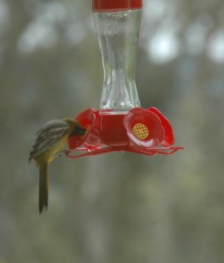 鳥 ペット 水 砂糖