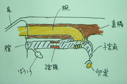 直腸検査と採卵 出がらし紋次郎の出がらし日記 楽天ブログ